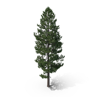 Pine Tree PNG & PSD Images
