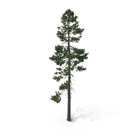 Pine Tree PNG & PSD Images
