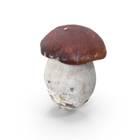 Boletus Edulis PNG & PSD Images