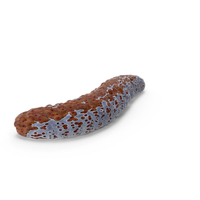 Sea Cucumber PNG & PSD Images
