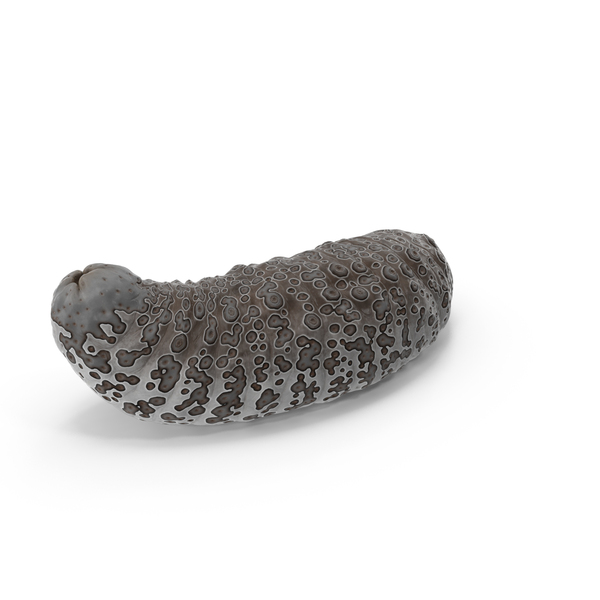 Trepang Curved Pose Brown PNG & PSD Images
