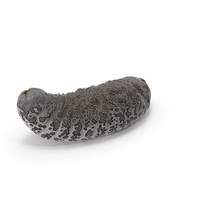 Trepang Curved Pose Brown PNG & PSD Images