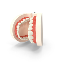 Dental Teaching Mold Open On The Side PNG & PSD Images
