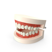 Dental Teaching Mold Open PNG & PSD Images