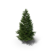 Fir PNG & PSD Images