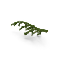 Christmas Fir Branch PNG & PSD Images