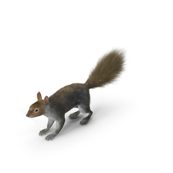 Gray Squirrel Fur PNG & PSD Images