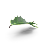 Holly Leaf PNG & PSD Images