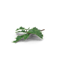 Holly Sprig PNG & PSD Images