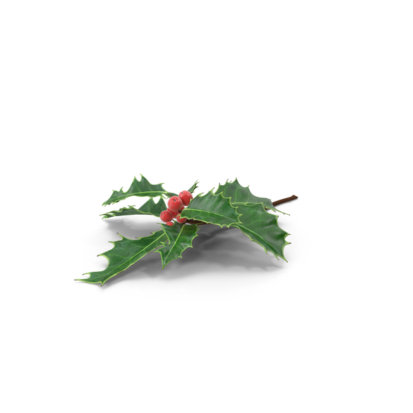 Mistletoe Sprig Holly PNG & PSD Images