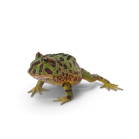 American Horned Frog PNG & PSD Images