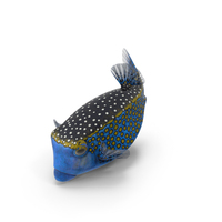 Blue Spotted Boxfish PNG & PSD Images