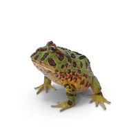Ceratophrys Ornata Frog PNG & PSD Images
