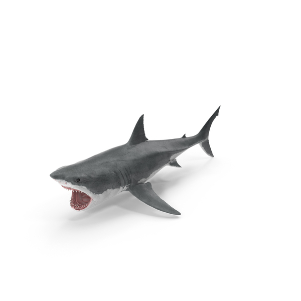 Great White Shark PNG & PSD Images