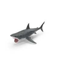 Great White Shark PNG & PSD Images