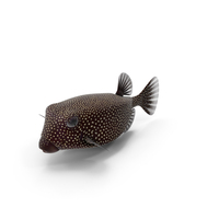 Ostracion Meleagris Fish Brown PNG & PSD Images