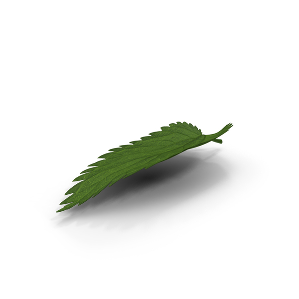 Plant Leaf PNG & PSD Images