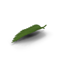 Plant Leaf PNG & PSD Images