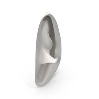 Human Right Ear White PNG & PSD Images