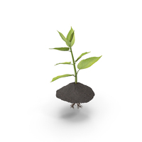 Young Plant with Roots PNG & PSD Images