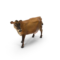 Channel Island Cow Brown Fur PNG & PSD Images
