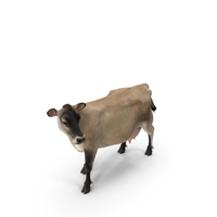 Channel Island Cow Beige Fur PNG & PSD Images
