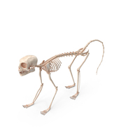 Common Marmoset Monkey Skeleton Crawling PNG & PSD Images