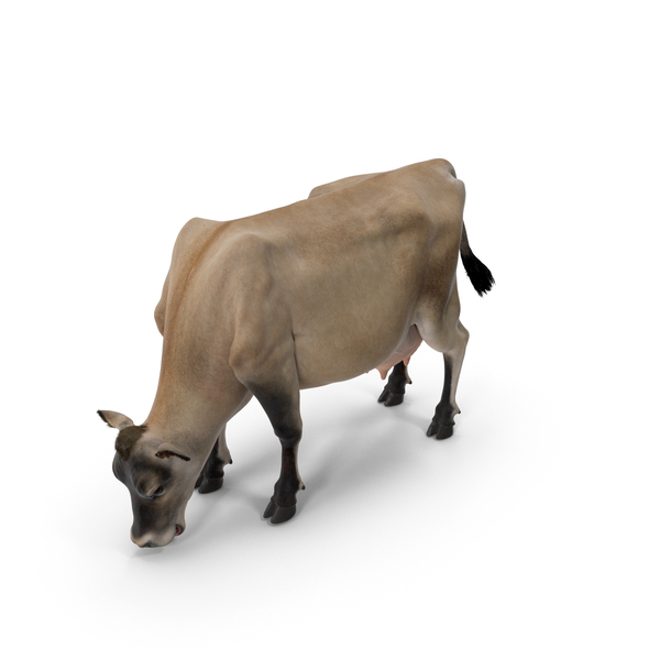 Jersey Heifer Eats Beige Fur PNG & PSD Images