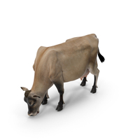 Jersey Heifer Eats Beige Fur PNG & PSD Images