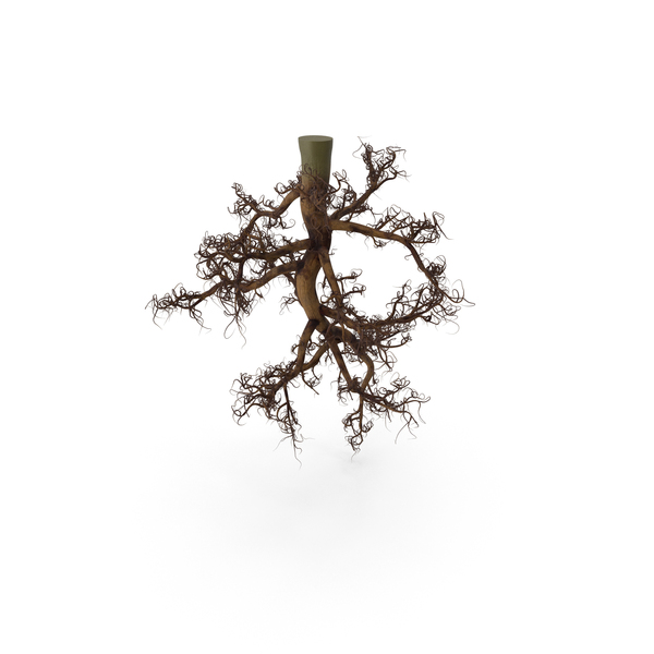 Plant Roots PNG & PSD Images