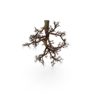 Plant Roots PNG & PSD Images