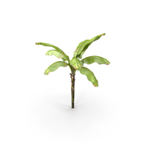 Banana Tree PNG & PSD Images