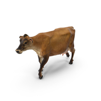 Jersey Heifer Brown Walking Fur PNG & PSD Images