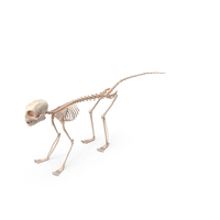 Marmoset Monkey Skeleton PNG & PSD Images