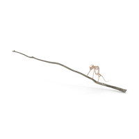 Marmoset Monkey Skeleton Sitting PNG & PSD Images