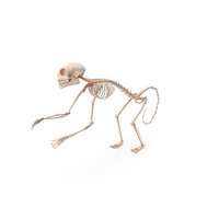Pigmy Marmoset Skeleton Standing PNG & PSD Images