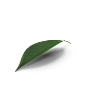 Realistic Cherry Tree Leaf PNG & PSD Images
