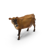 Channel Island Cow Brown PNG & PSD Images