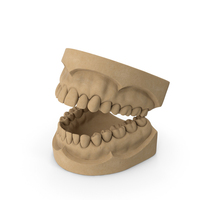 Human Teeth Anatomy Educational Replica PNG & PSD Images