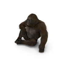 Gigantopithecus in Sitting Pose Fur PNG & PSD Images