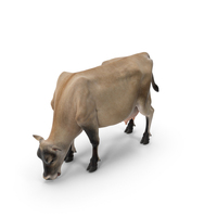 Jersey Heifer Eats Beige PNG & PSD Images