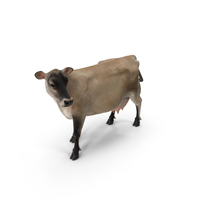 Channel Island Cow Beige PNG & PSD Images