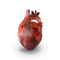 Human Heart PNG & PSD Images