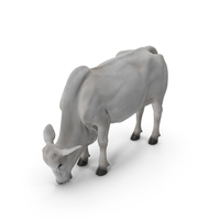 Ongole Cattle Female Eating PNG & PSD Images