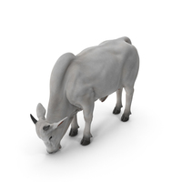 Ongole Cattle Male Eating PNG & PSD Images