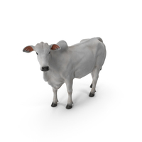 White Cow Female Looking PNG & PSD Images