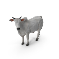 White Cow Male Looking PNG & PSD Images