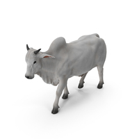 White Cow Male Walking PNG & PSD Images