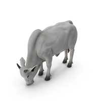 Nelore Cow Male Eating Fur PNG & PSD Images