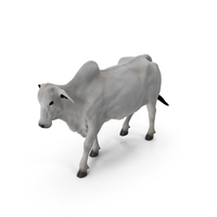 Zebu Cattle Female Walking Fur PNG & PSD Images